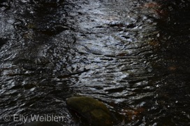Elly Weiblen Wasser Dietenbach 2022-1.jpg